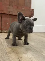 Bling, a male French Bulldog for sale in Beatrice, NE – Photo 2 of 7