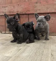 Bling, a male French Bulldog for sale in Beatrice, NE – Photo 7 of 7