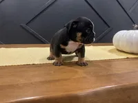 Selena, a female English Bulldog for sale in Beatrice, NE – 2 of 4