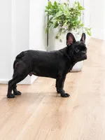 Benny, a male French Bulldog for sale in Beatrice, NE – 3 of 3