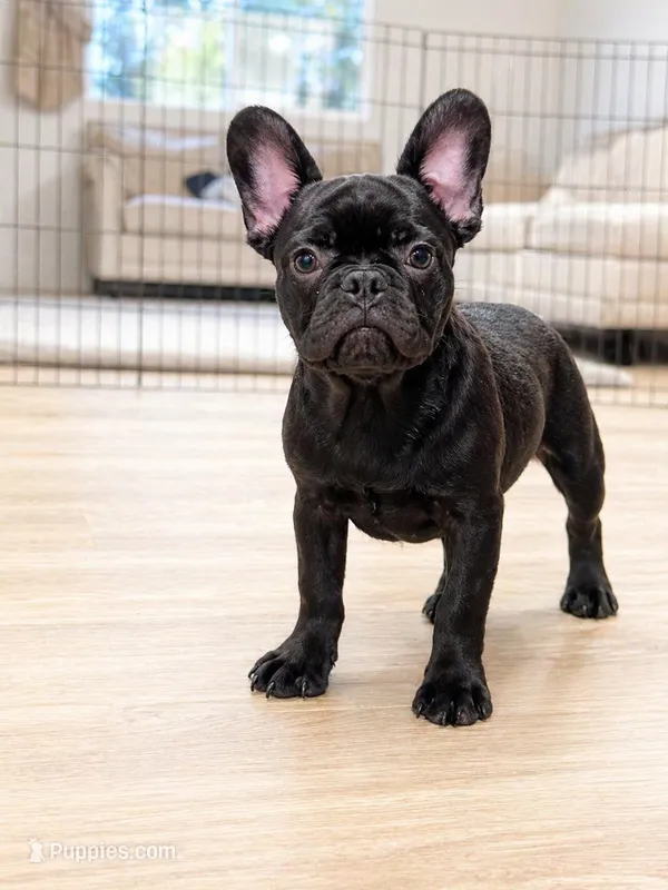 Benny – French Bulldog puppy for sale in Beatrice, NE