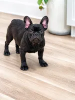 Benny, a male French Bulldog for sale in Beatrice, NE – 2 of 3