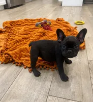 Reno, a male French Bulldog for sale in Beatrice, NE – 3 of 5