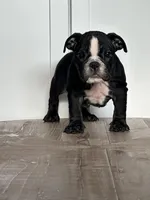 Mitzi, a female English Bulldog for sale in Beatrice, NE – Photo 5 of 6