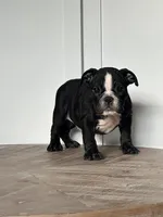 Mitzi, a female English Bulldog for sale in Beatrice, NE – Photo 2 of 6