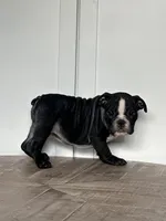 Mitzi, a female English Bulldog for sale in Beatrice, NE – Photo 3 of 6