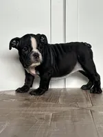 Mitzi, a female English Bulldog for sale in Beatrice, NE – Photo 4 of 6