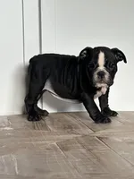 Mitzi, a female English Bulldog for sale in Beatrice, NE – Photo 6 of 6