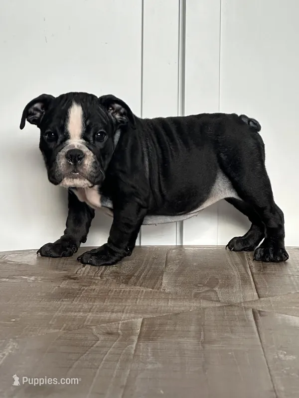 Mitzi – English Bulldog puppy for sale in Beatrice, NE
