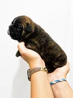 Gabs, a female English Bulldog for sale in Beatrice, NE – 2 of 3
