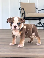 Sadie, a female English Bulldog for sale in Beatrice, NE – 4 of 5