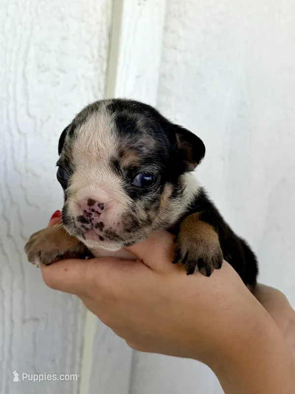 Sophie – English Bulldog puppy for sale in Beatrice, NE