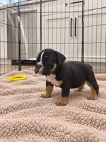 Selena, a female English Bulldog for sale in Beatrice, NE – 2 of 4