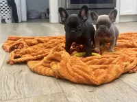 Rose, a female French Bulldog for sale in Beatrice, NE – 3 of 5