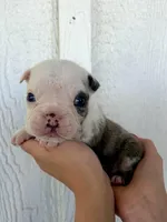 Sterling, a male English Bulldog for sale in Beatrice, NE – 5 of 5