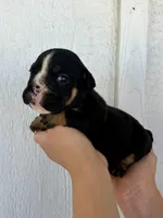 Selena, a female English Bulldog for sale in Beatrice, NE – 1 of 4