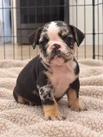 Sophie, a female English Bulldog for sale in Beatrice, NE – 2 of 3