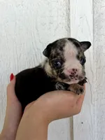 Sophie, a female English Bulldog for sale in Beatrice, NE – 4 of 4