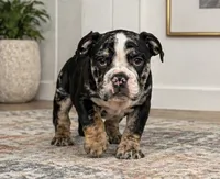 Masters, a male English Bulldog for sale in Beatrice, NE – 2 of 3