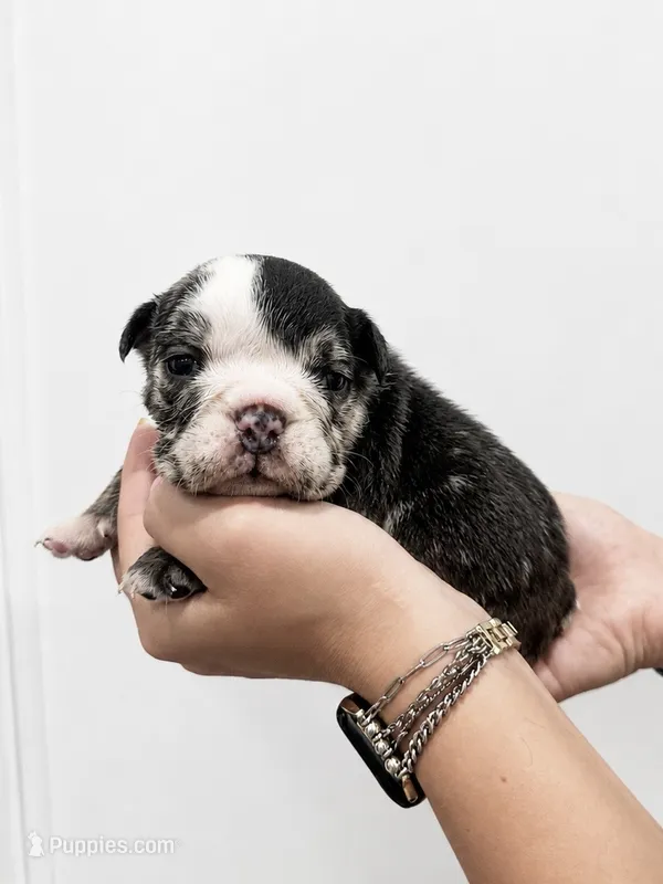Gentry – English Bulldog puppy for sale in Beatrice, NE