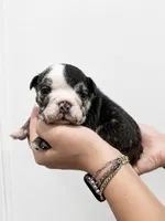Gentry, a female English Bulldog for sale in Beatrice, NE – 1 of 3