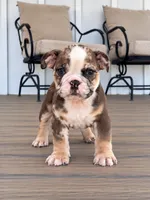 Sadie, a female English Bulldog for sale in Beatrice, NE – 3 of 5