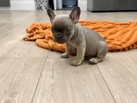 Rose, a female French Bulldog for sale in Beatrice, NE – 2 of 5