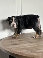 Masters, a male English Bulldog for sale in Beatrice, NE – Photo 2 of 6