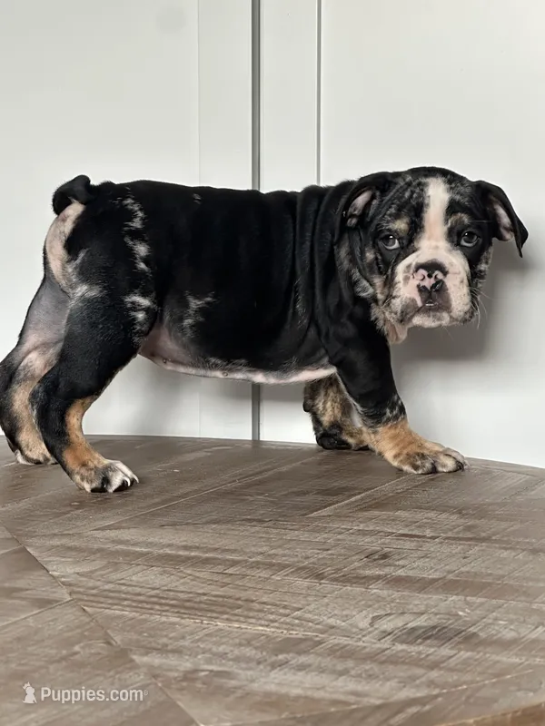 Masters – English Bulldog puppy for sale in Beatrice, NE