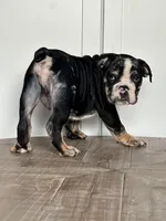 Masters, a male English Bulldog for sale in Beatrice, NE – Photo 3 of 6