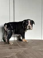 Masters, a male English Bulldog for sale in Beatrice, NE – Photo 4 of 6