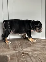 Masters, a male English Bulldog for sale in Beatrice, NE – Photo 6 of 6