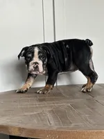 Masters, a male English Bulldog for sale in Beatrice, NE – Photo 5 of 6