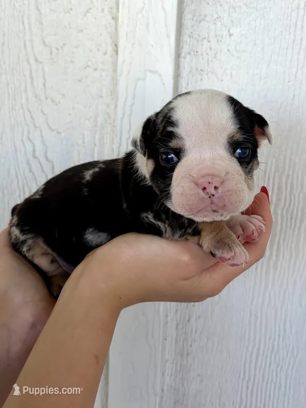 Smokey – English Bulldog puppy for sale in Beatrice, NE
