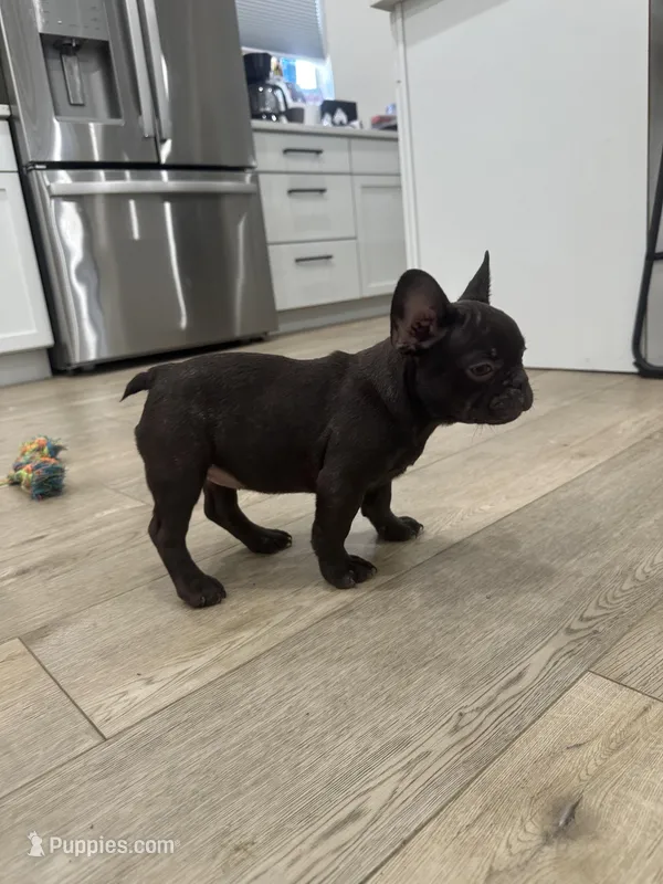 Betsy – French Bulldog puppy for sale in Beatrice, NE