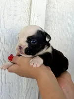 Sasha, a female English Bulldog for sale in Beatrice, NE – 3 of 5