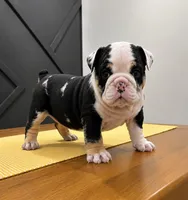 Smokey, a male English Bulldog for sale in Beatrice, NE – 2 of 3