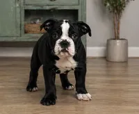 Magz, a female English Bulldog for sale in Beatrice, NE – 1 of 3