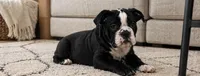 Magz, a female English Bulldog for sale in Beatrice, NE – 2 of 3