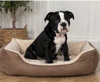 Magz, a female English Bulldog for sale in Beatrice, NE – 3 of 3