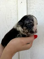 Sophie, a female English Bulldog for sale in Beatrice, NE – 3 of 4