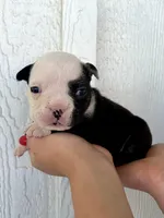 Sasha, a female English Bulldog for sale in Beatrice, NE – 2 of 5