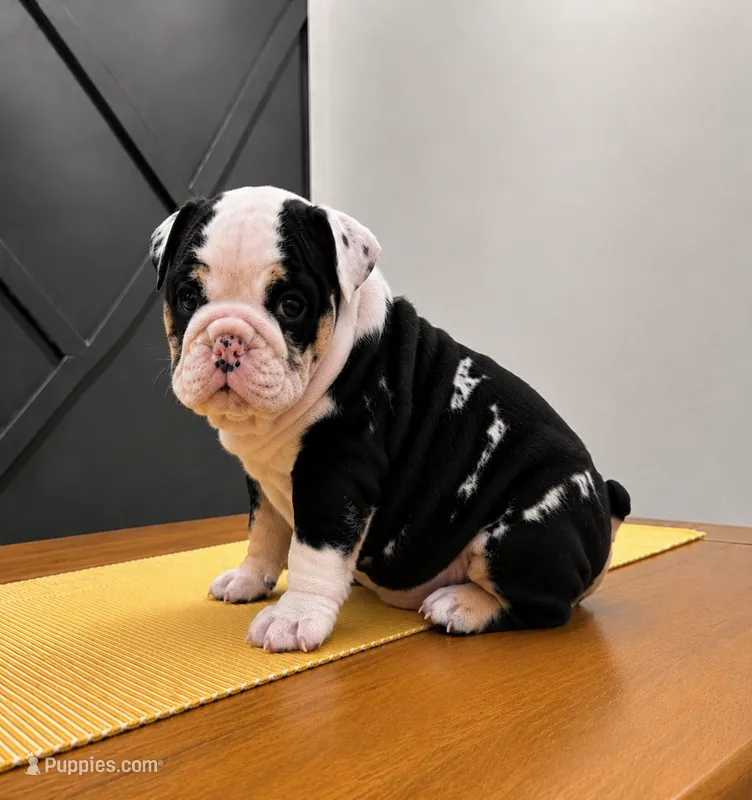 Smokey – English Bulldog puppy for sale in Beatrice, NE