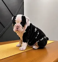 Smokey, a male English Bulldog for sale in Beatrice, NE – 1 of 3