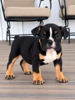 Selena, a female English Bulldog for sale in Beatrice, NE – 4 of 5