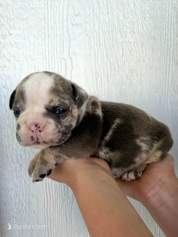 Sadie – English Bulldog puppy for sale in Beatrice, NE