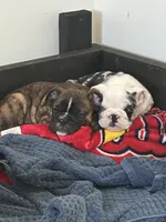 Gabs, a female English Bulldog for sale in Beatrice, NE – 5 of 6