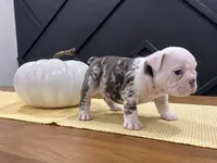 Sterling, a male English Bulldog for sale in Beatrice, NE – 2 of 3
