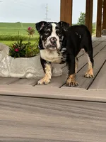 Masters, a male English Bulldog for sale in Beatrice, NE – 3 of 3
