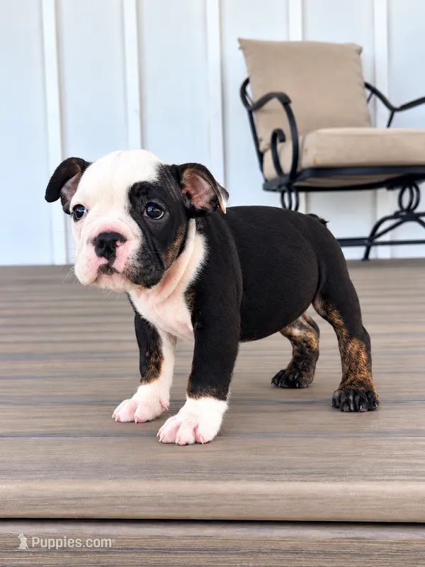 Sasha – English Bulldog puppy for sale in Beatrice, NE